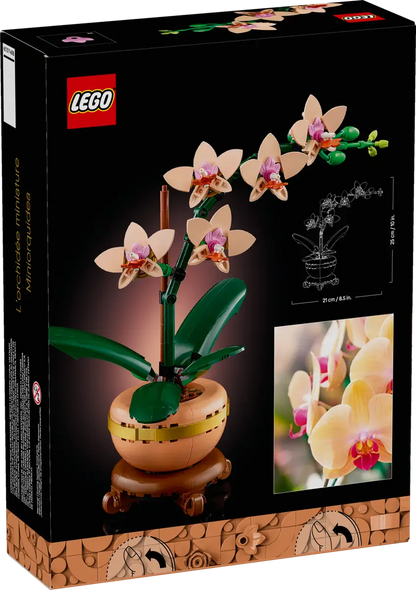 Mini-orchidée (10343)