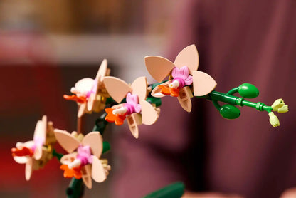 Mini-orchidée (10343)