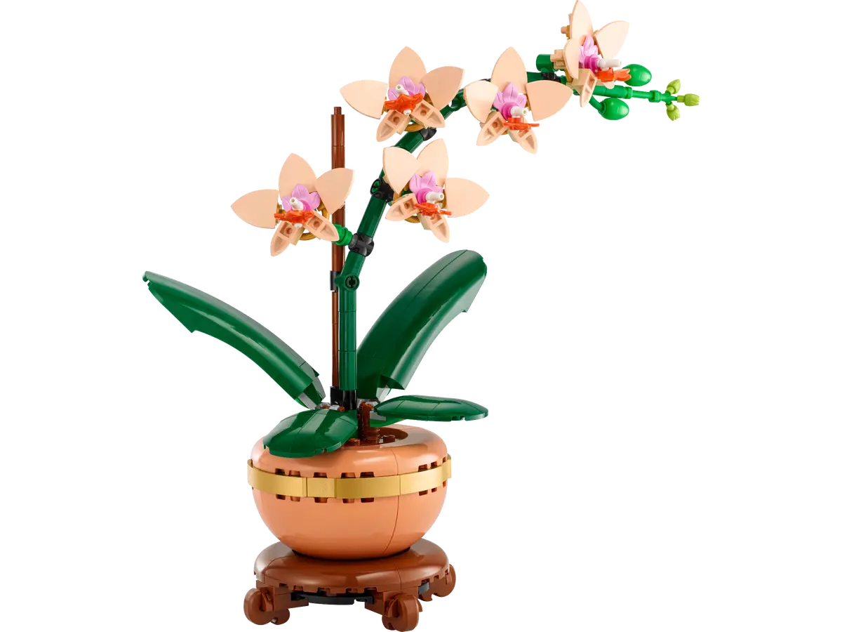 Mini-orchidée (10343)