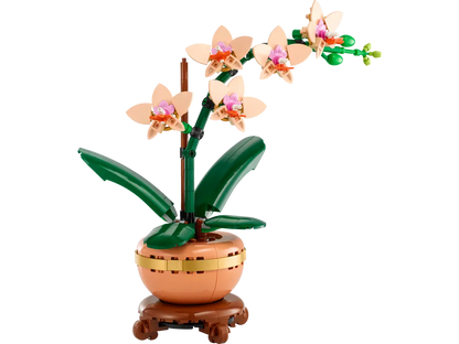 Mini-orchidée (10343)