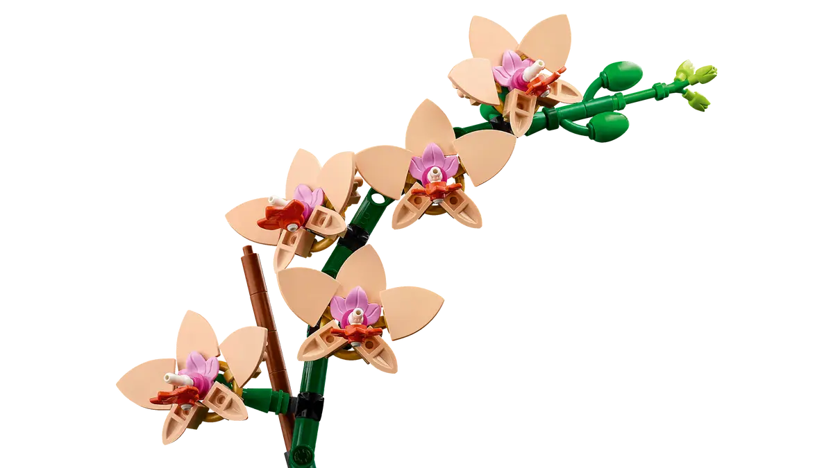 Mini-orchidée (10343)