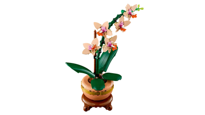 Mini-orchidée (10343)