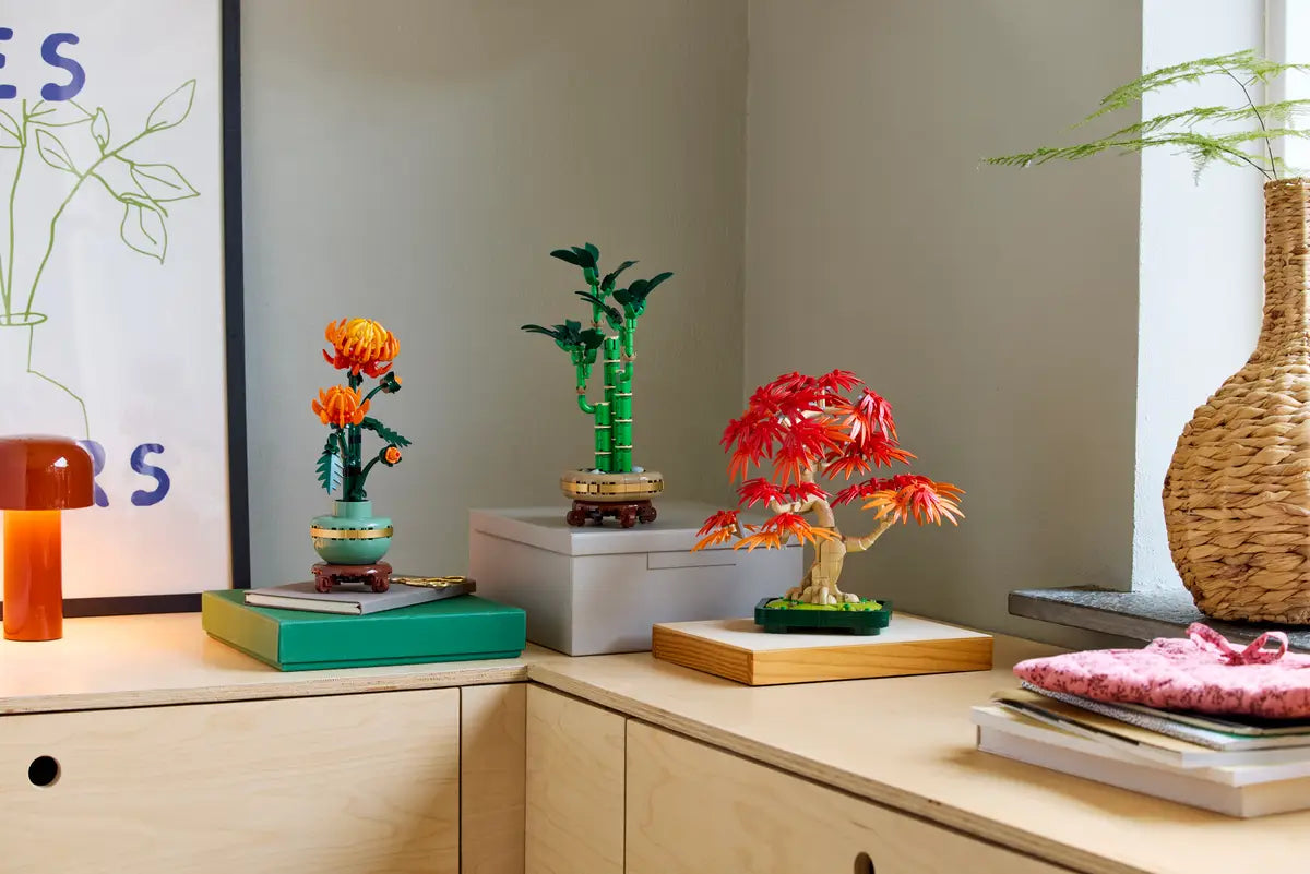 Bonsai di acero rosso giapponese (10348)