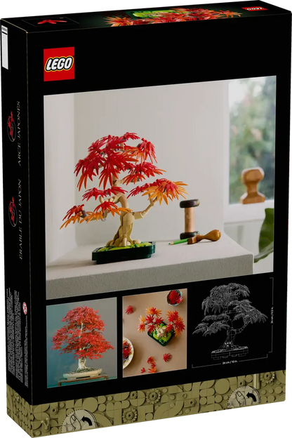 Bonsai di acero rosso giapponese (10348)
