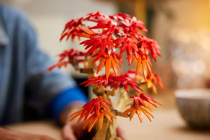 Bonsai di acero rosso giapponese (10348)