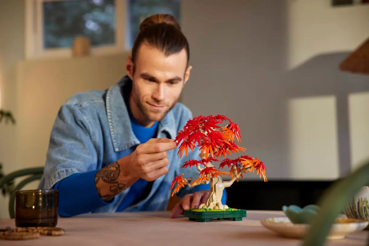 Bonsai di acero rosso giapponese (10348)