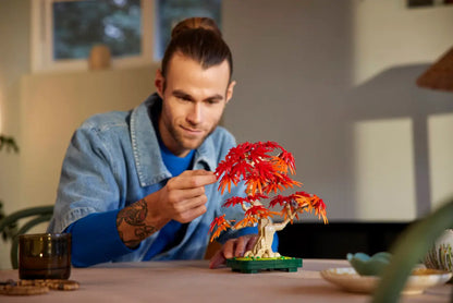 Bonsai di acero rosso giapponese (10348)