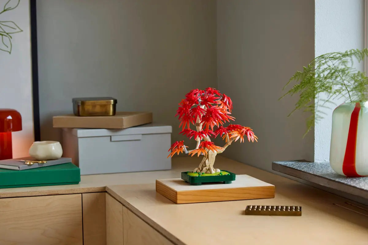 Bonsai di acero rosso giapponese (10348)