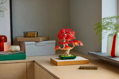 Bonsai di acero rosso giapponese (10348)