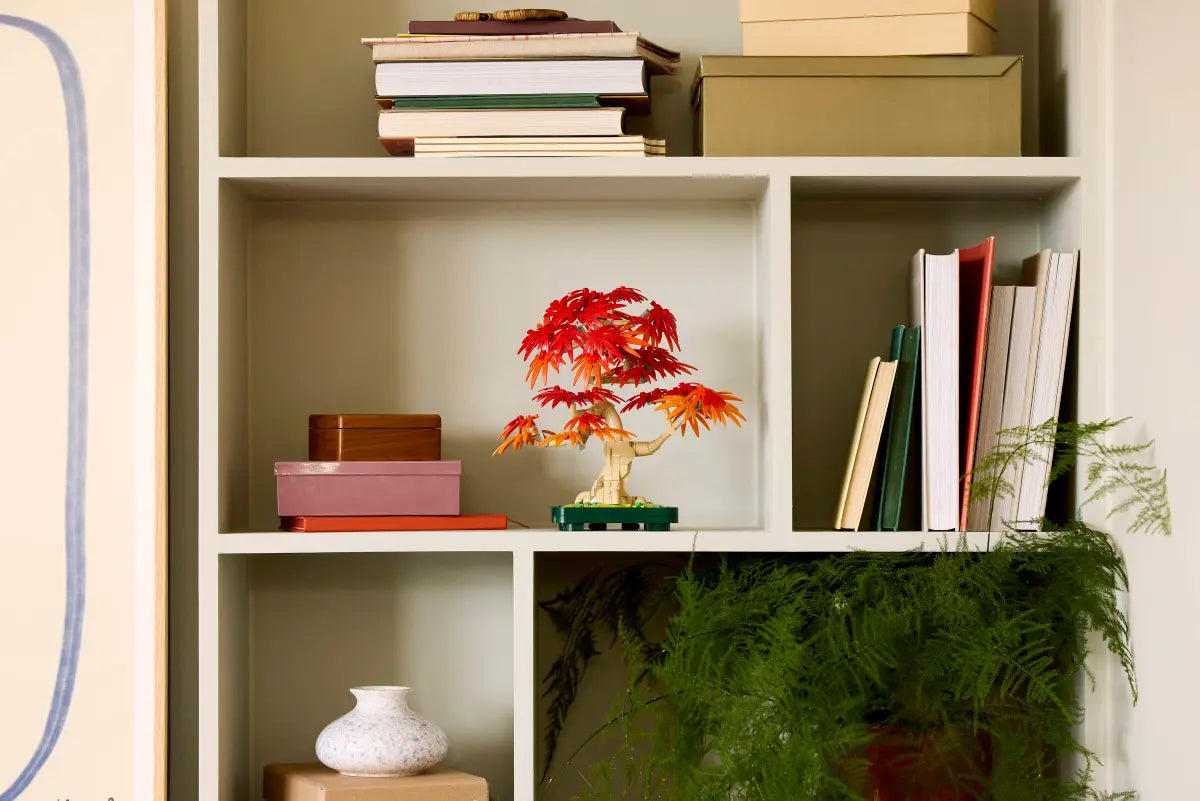 Bonsai di acero rosso giapponese (10348)