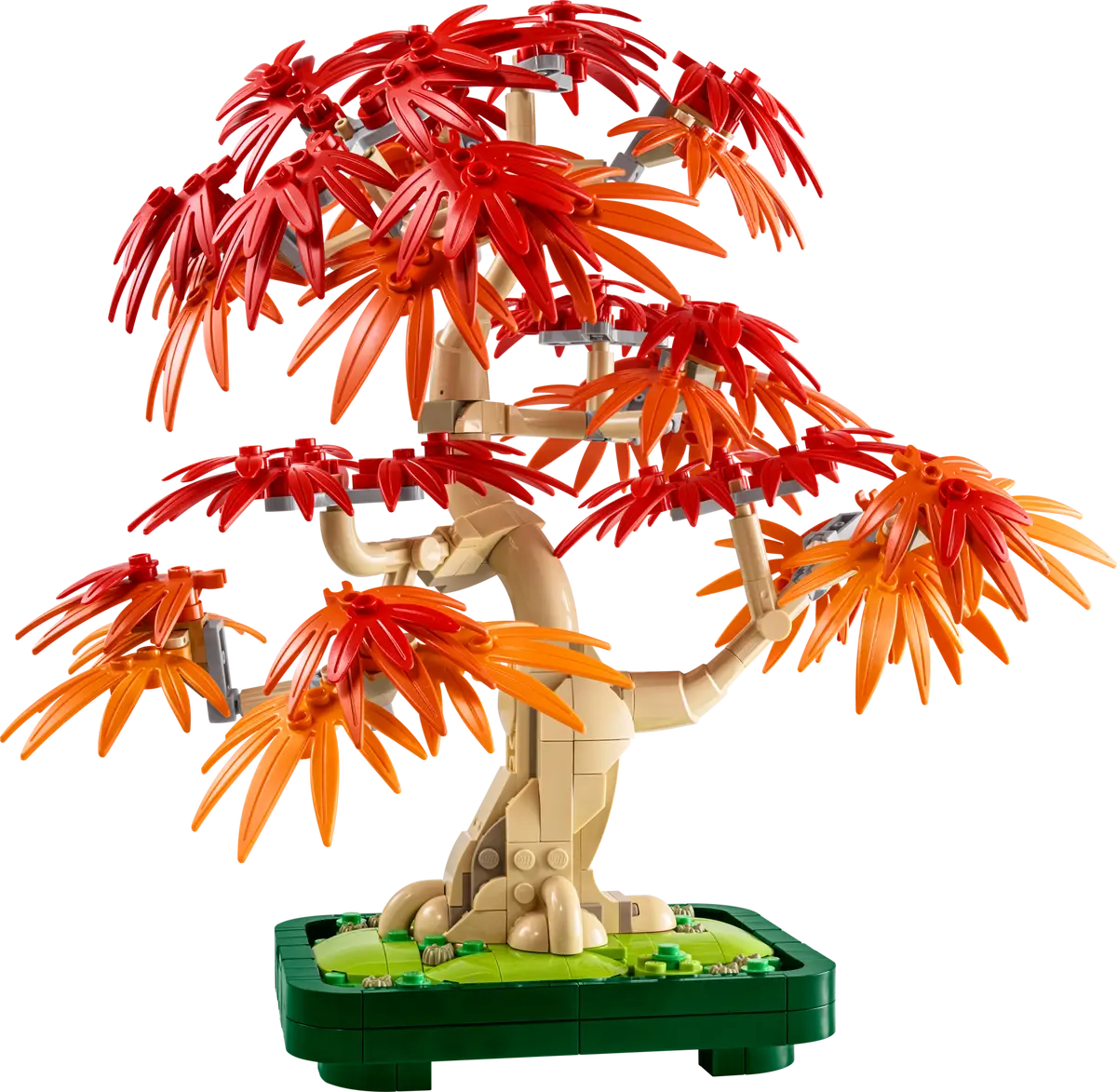 Bonsai di acero rosso giapponese (10348)