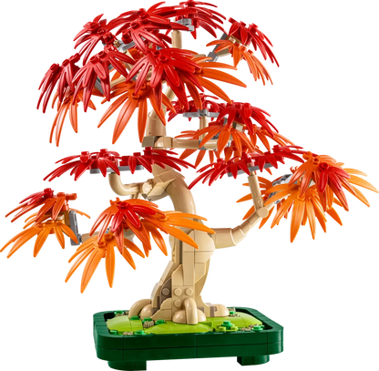 Bonsai di acero rosso giapponese (10348)