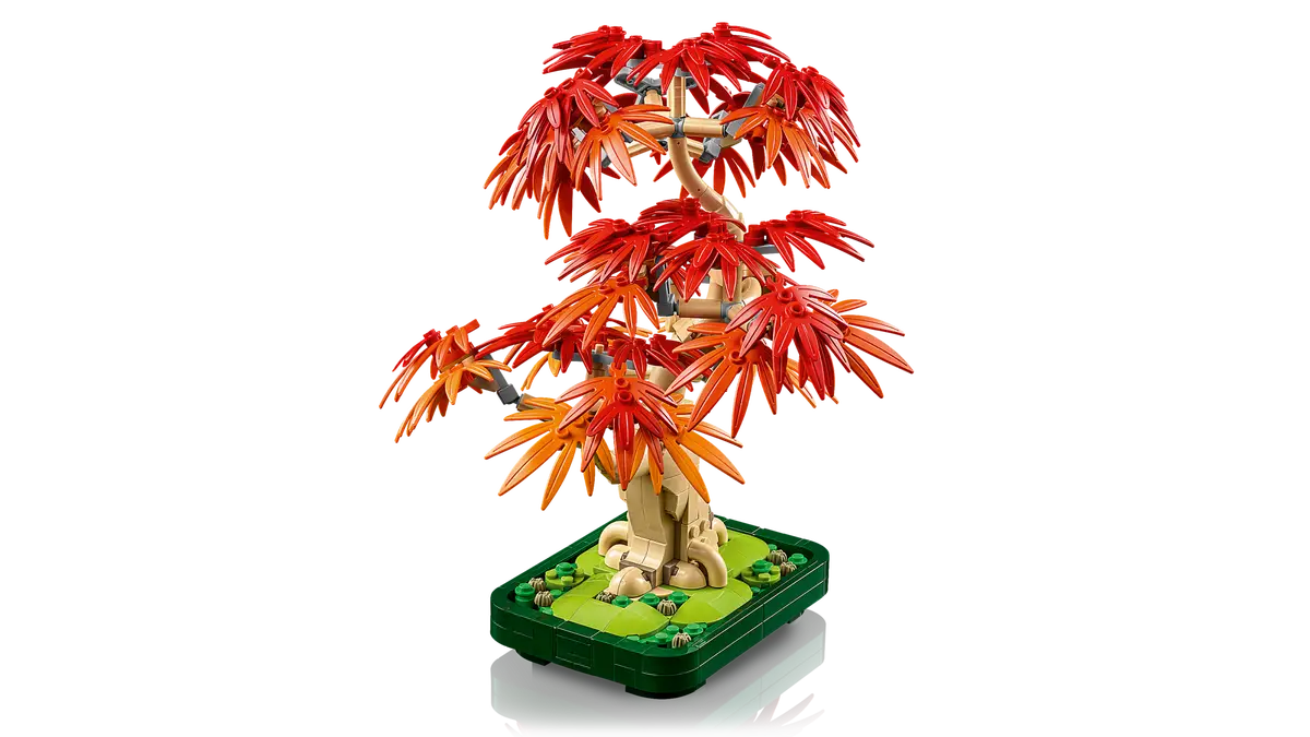 Bonsai di acero rosso giapponese (10348)