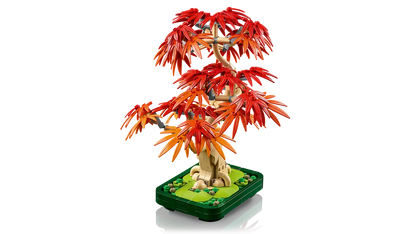 Bonsai di acero rosso giapponese (10348)