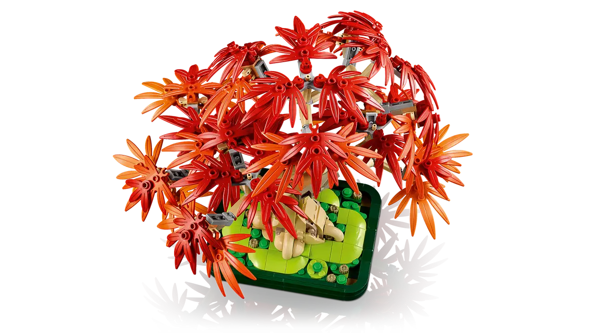 Bonsai di acero rosso giapponese (10348)