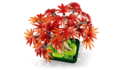 Bonsai di acero rosso giapponese (10348)