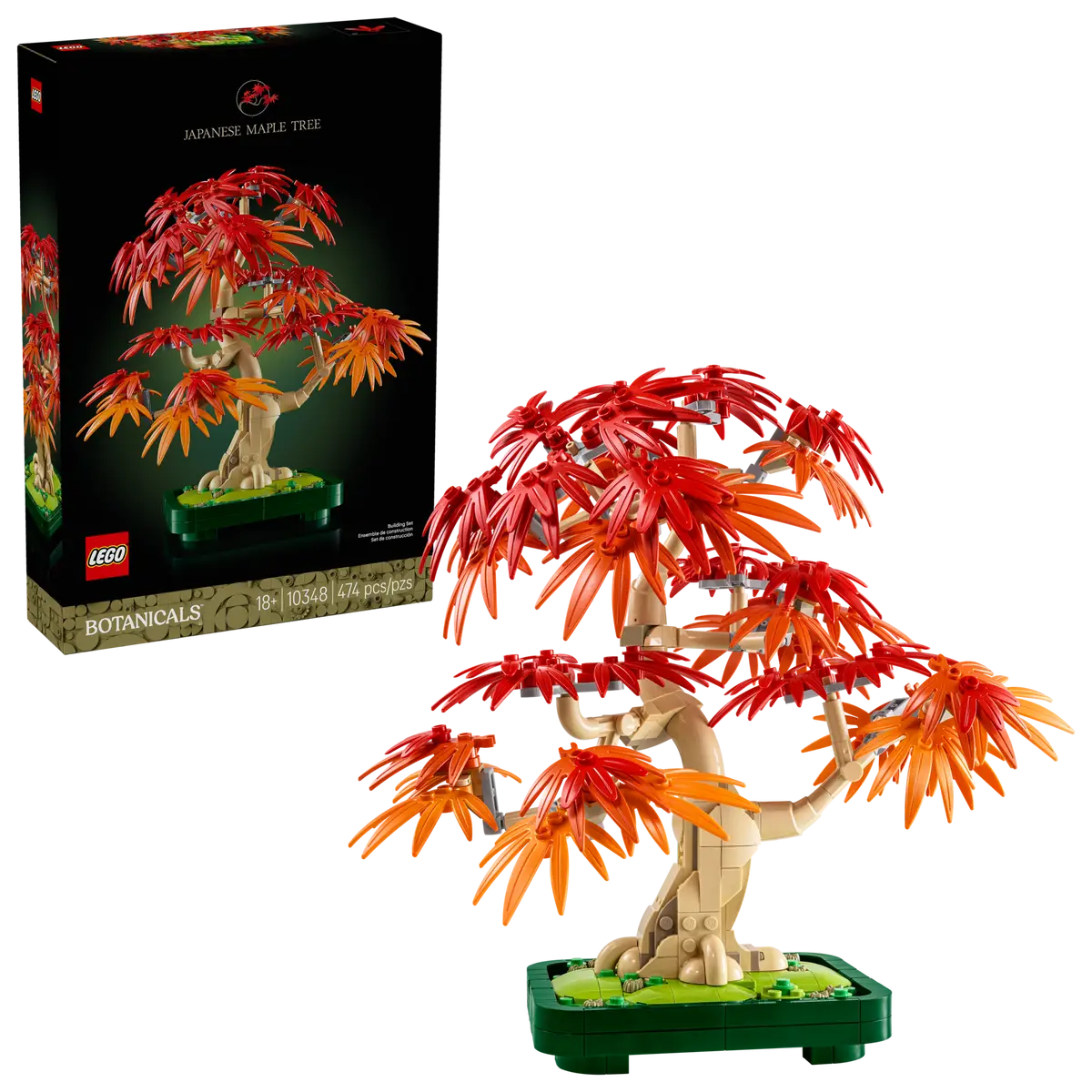 Bonsai di acero rosso giapponese (10348)