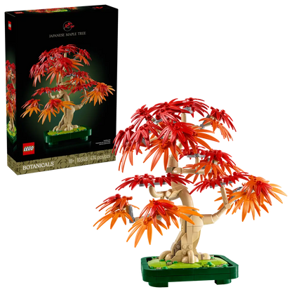 Bonsai di acero rosso giapponese (10348)