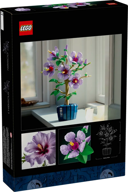 Hibiskus (10372)
