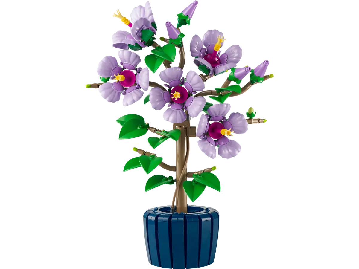 Hibiskus (10372)
