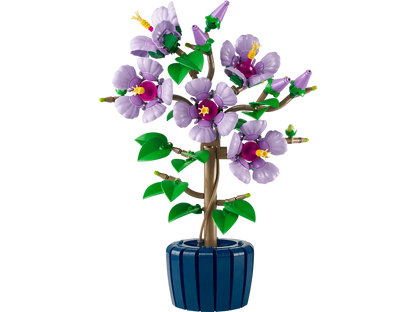 Hibiskus (10372)