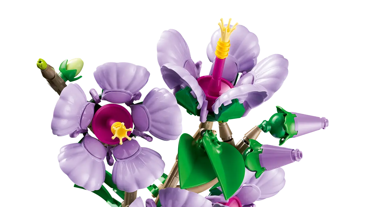Hibiskus (10372)