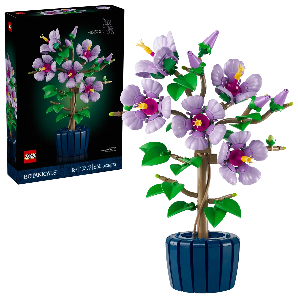 Hibiskus (10372)