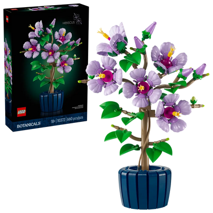 Hibiskus (10372)