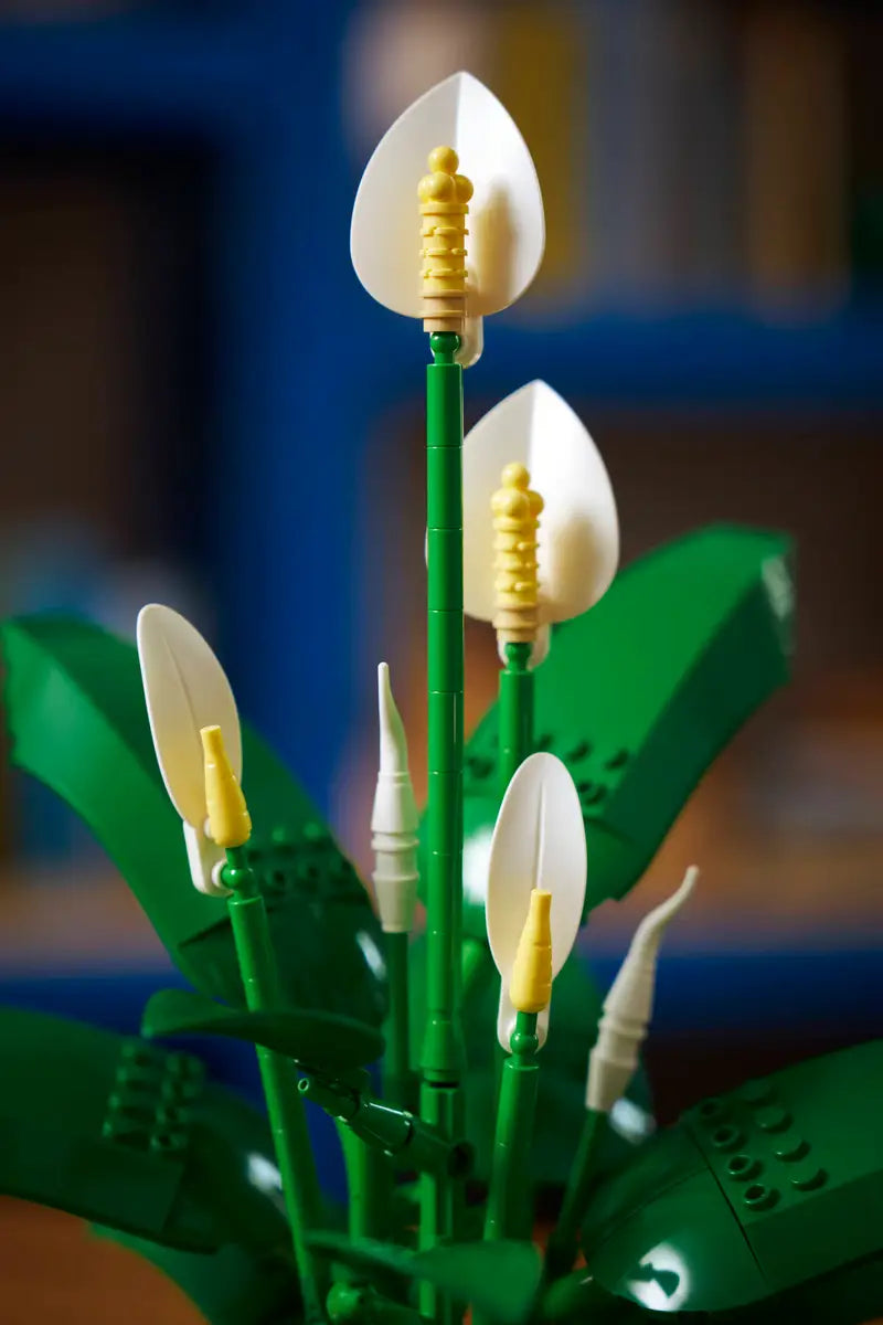 Lys de la paix (11504)
