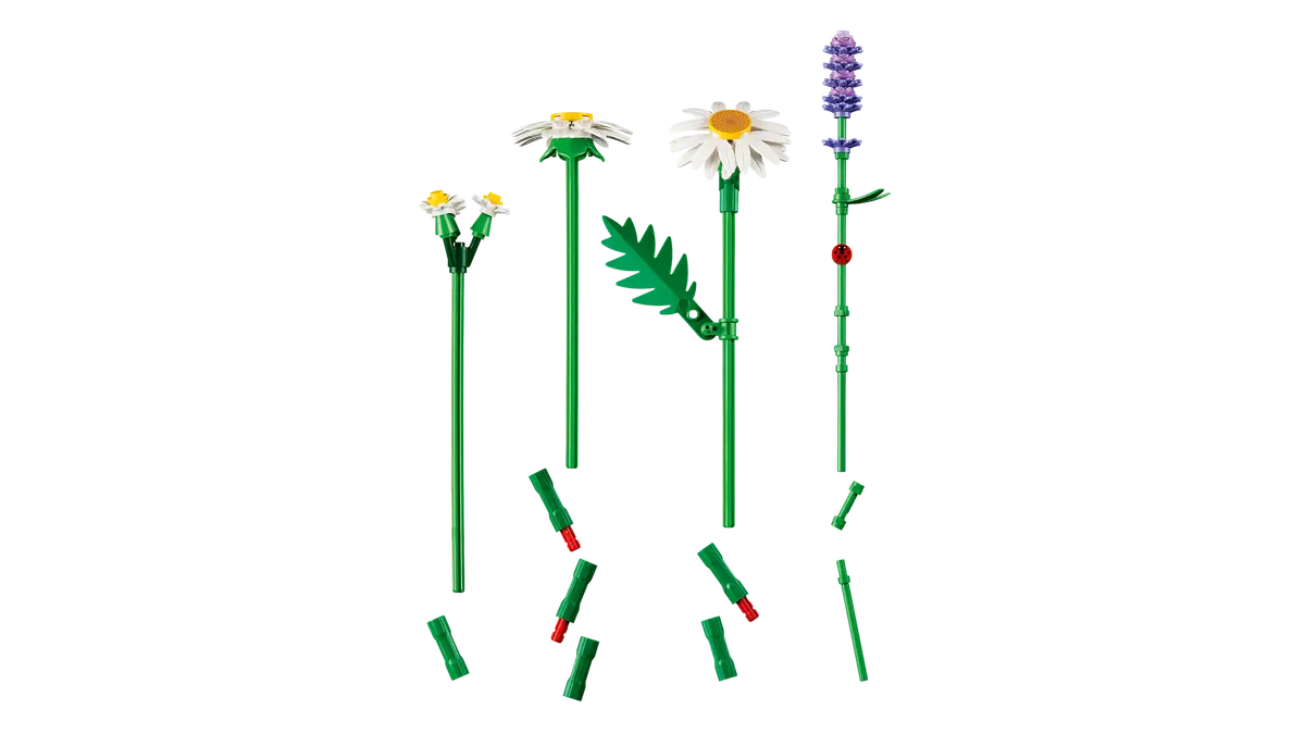 Gänseblümchen (11508)