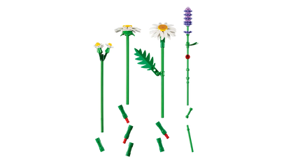 Gänseblümchen (11508)