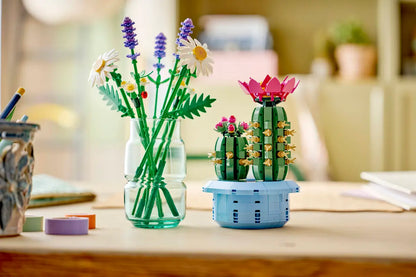 Cactus in fiore (11509)