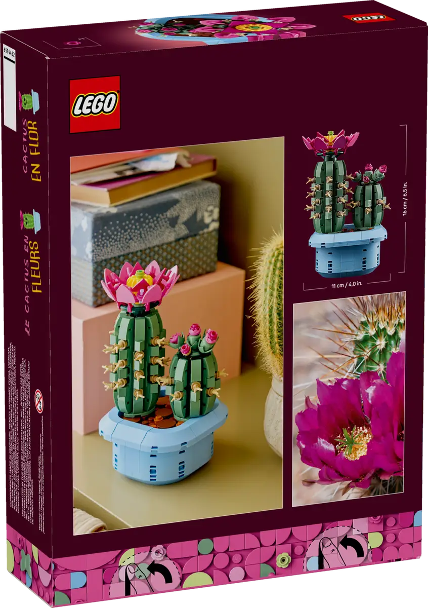 Cactus in fiore (11509)