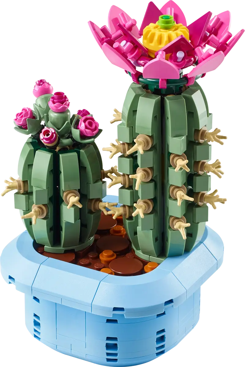 Cactus in fiore (11509)