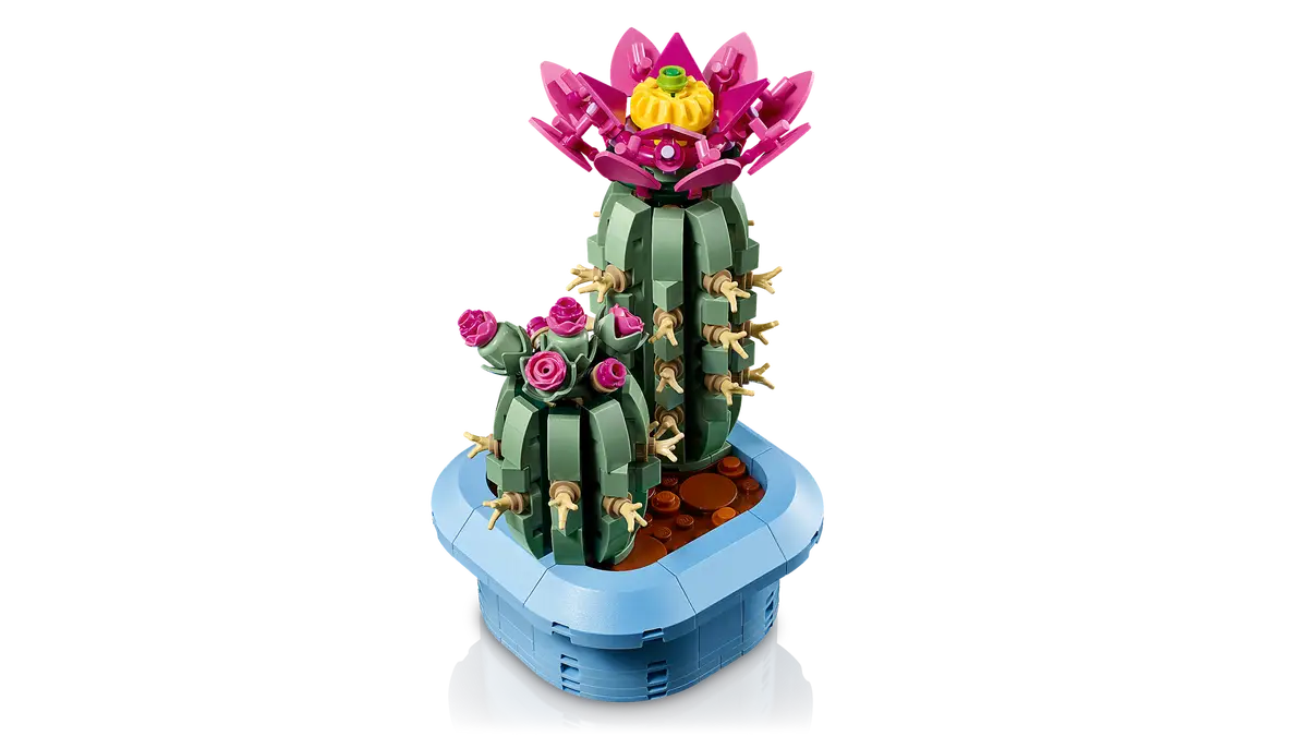 Cactus in fiore (11509)