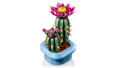 Cactus in fiore (11509)