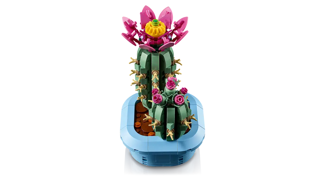 Cactus in fiore (11509)
