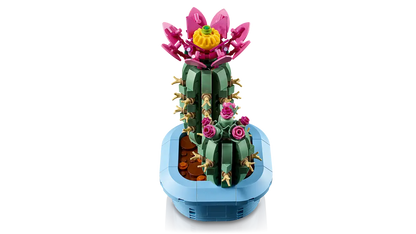 Cactus in fiore (11509)