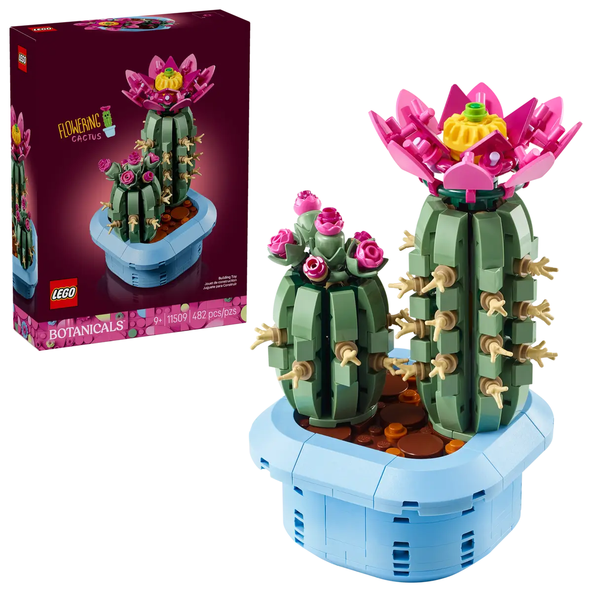 Cactus in fiore (11509)