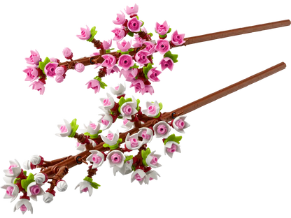 Kirschblüten (40725)