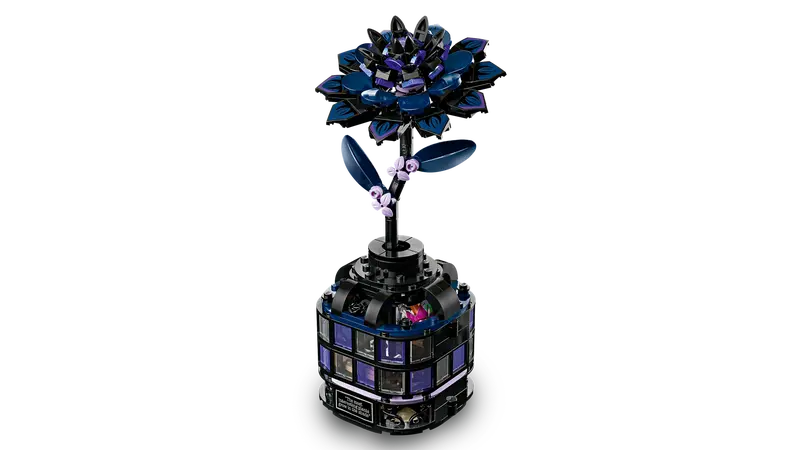 Dalia nera (76784)