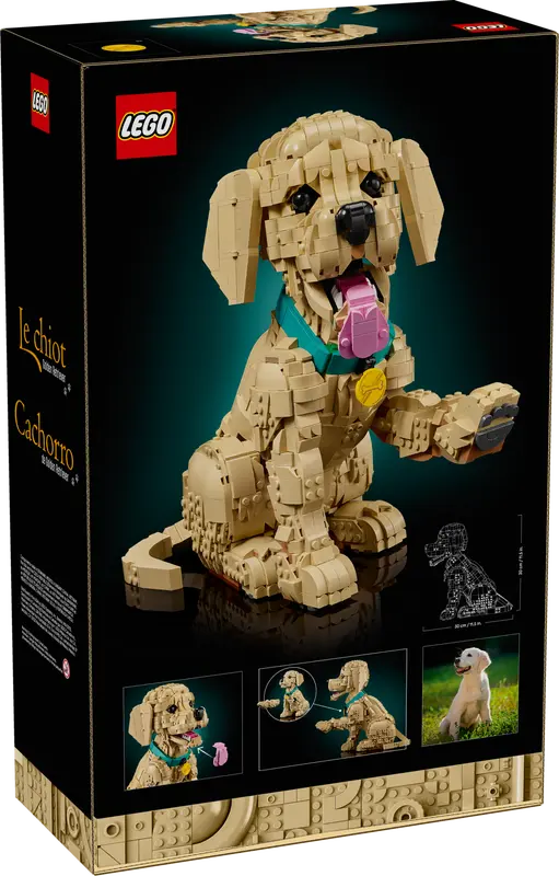 Golden Retriever Welpe 11384