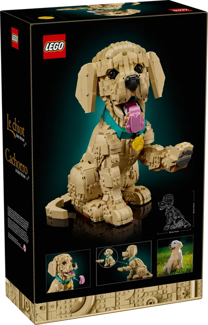 Golden Retriever Welpe 11384