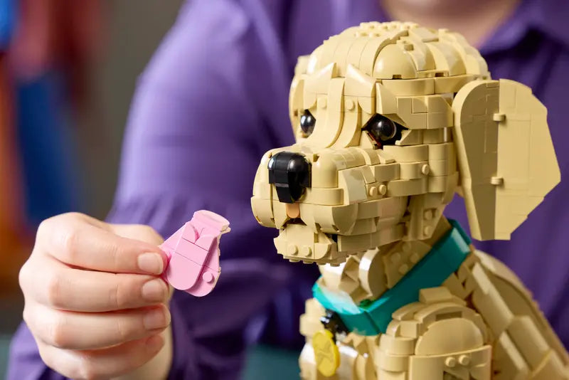 Golden Retriever Welpe 11384