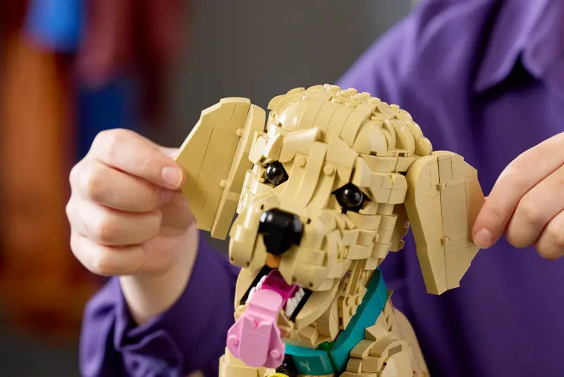 Golden Retriever Welpe 11384