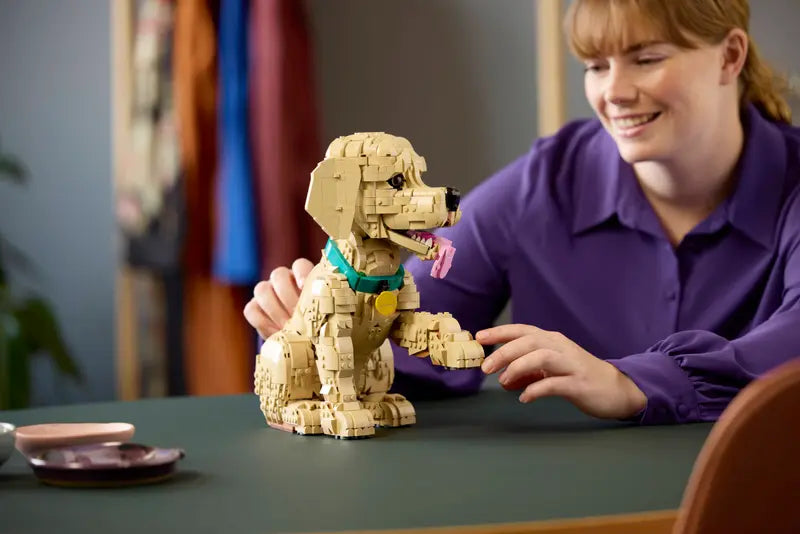 Golden Retriever Welpe 11384