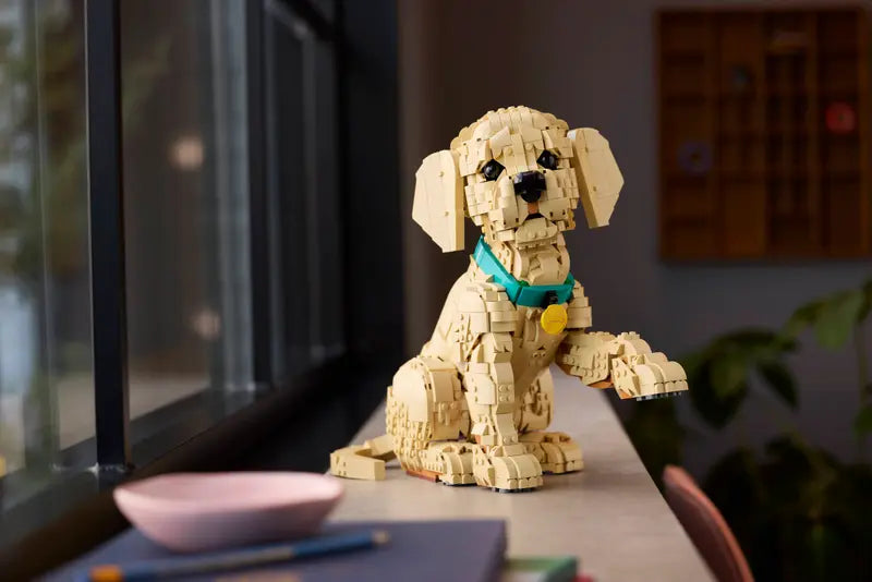 Golden Retriever Welpe 11384