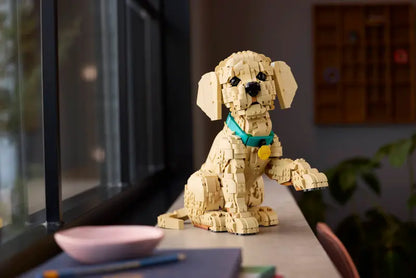 Golden Retriever Welpe 11384