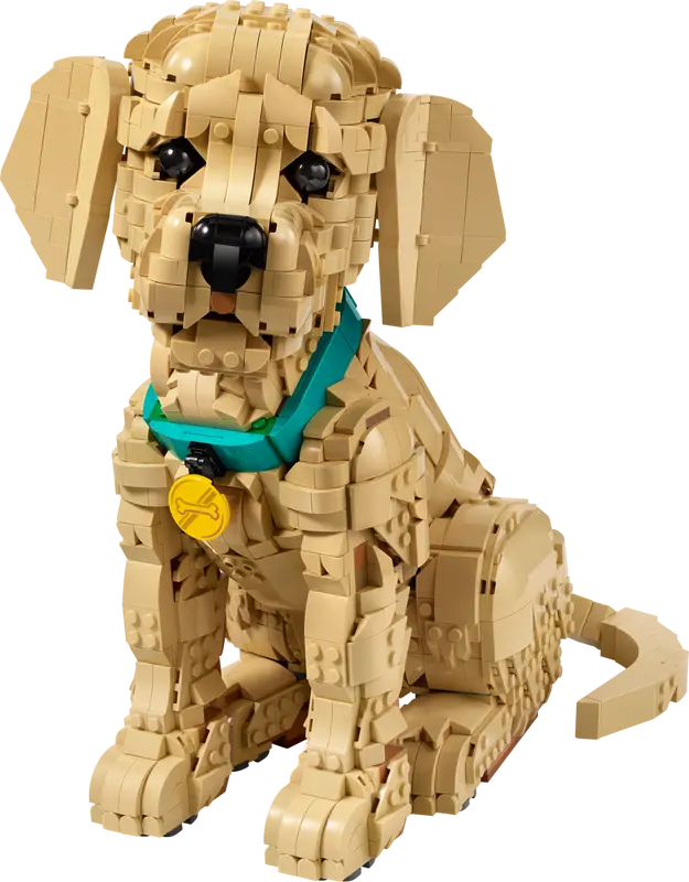 Golden Retriever Welpe 11384