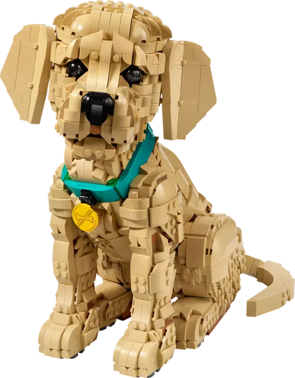 Golden Retriever Welpe 11384